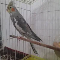 طوطی عروس سخن گو