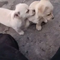 سگ کوچولو پاکوتاه