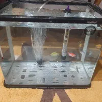 آکواریوم شیشه‌خم ماهیران|ماهی|ارومیه, |دیوار