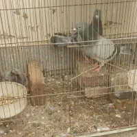 کفتر گمشده|حیوانات|مشهد, ولیعصر (شهرک غرب)|دیوار