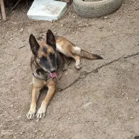 سگ مالینویز ماده