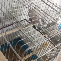 عروس هلندی مولد|پرنده|مشکیندشت, |دیوار