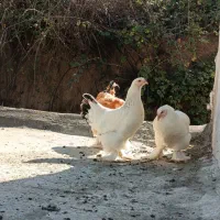 خروس و مرغ برهما|حیوانات مزرعه|مینودشت, |دیوار