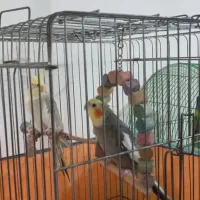 یک جفت عروس هلندی مولد با قفس و وسایل|پرنده|اندیشه, اندیشه فاز ۱|دیوار