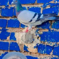 کفتر پرنده3تا ماده پلاکی درجه یک|پرنده|کارون, |دیوار