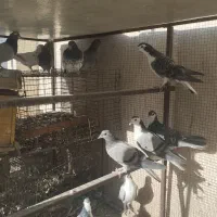 12عددتهرانی ودمگیر|پرنده|اصفهان, قهجاورستان|دیوار