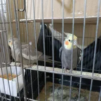 عروس هلندی بالغ و مولد|پرنده|دماوند, گیلاوند|دیوار