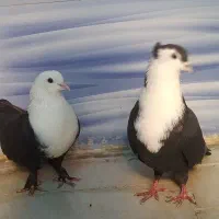 کبوتر کلاغ سیاه