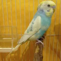 مرغ عشق|پرنده|جوانرود, |دیوار