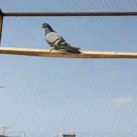 پرش سنگین|پرنده|نقده, |دیوار