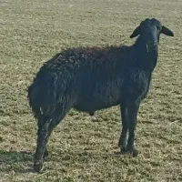 بره قوچ قره قزل افشاری|حیوانات مزرعه|لالجین, |دیوار