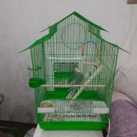 عروس هلندی نر سالم و جوان. به خاطر کمبود جا