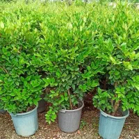 درخت میوه و گیاهان باغچه ای چهاراه طهماسب اباد