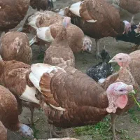 پرورش بوقلمون بوربون فروشی