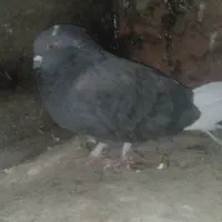 کبوتر|پرنده|جونقان, |دیوار