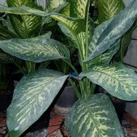 گلهای اپارتمانی زیبابرای روزمادر|گل و گیاه طبیعی|سمنان, |دیوار