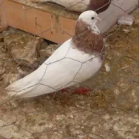 کبوتر طوقی
