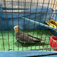 جوجه عروس هلندی