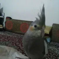 عروس هلندی گمشده بازارتمبی