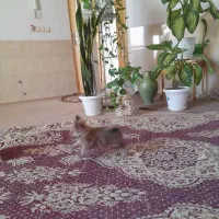 طوله سگ دوماه نیم شیتزو