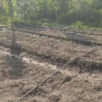 فروش نهال و نشا گوجه