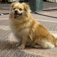 سگ پامر روباهی|سگ|خوی, |دیوار