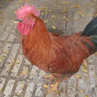 خروس محلی جوان