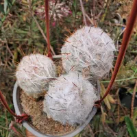 کاکتوس سرئوس ۳تایی