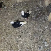 کبوتر|پرنده|انگوت, |دیوار