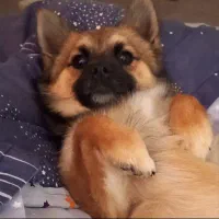 سگ اشپیتز خالص