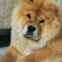 چاو چاو شاه توله|سگ|تهران, شهران جنوبی|دیوار