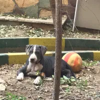 سگ امریکن بولی اصل|سگ|هشتگرد, فاز ۱ مهستان|دیوار