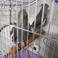 ۴ عدد عروس هلندی  سالم به شرط|پرنده|شهریار, شهرک امیریه|دیوار