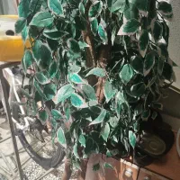 گل تزئنی زیبا پارتمانی