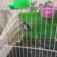 فروش عروس هلندی