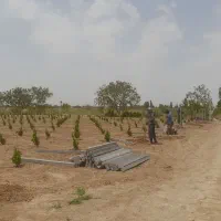 فنس کشی|خدمات باغبانی و درختکاری|تاکستان, |دیوار