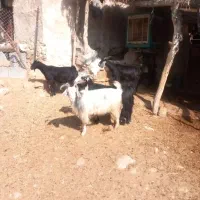 بز خوب داشتی