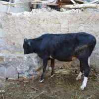 گوساله نره وگاو|حیوانات مزرعه|زابل, |دیوار