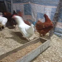 فروش مرغ تخم گذارواردک اسراییلی۳ماهه|حیوانات مزرعه|لیسار, |دیوار