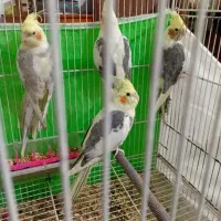 پیدا شده عروس هلندی