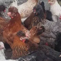 شش تا جوجه کاکلی