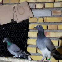 رنگی و پلاکی معاوضه هم دارم|پرنده|گنبد کاووس, |دیوار