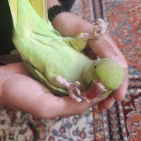 جفت طوطی ملنگو سخنگو|پرنده|گرگان, |دیوار