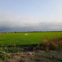 ۱هکتارزمین شالیزاری