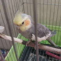 جوجه عروس هلندی نر