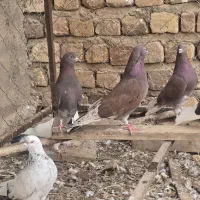 کبوتر پرشی کاشان