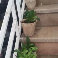 گل ارزون|گل و گیاه طبیعی|شیراز, انجیر|دیوار