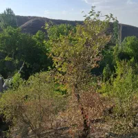 زمین باغی|فروش زمین و ملک کلنگی|مشهد, گلبرگ|دیوار