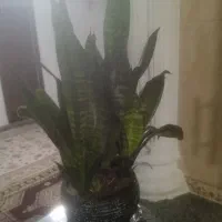 گل طبیعی|گل و گیاه طبیعی|سقز, |دیوار