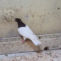 کبوتر فروشی